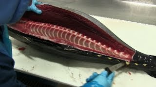 How to Fillet Tuna [upl. by Adnalay91]