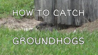 HOW TO CATCH GROUNDHOGS  Nuisance Trapping with Conibears [upl. by Leinahtan]