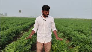 సూదిలా దిగిన మిరప కాపు Heavy flowering amp fruiting in my chilliagro farmingvillageagriculture [upl. by Nataline]