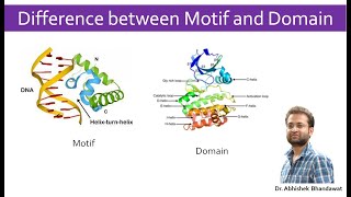 What is the difference between Motif and domain of a protein [upl. by Lesley]