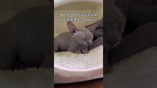 Funny sphynx cat 😂 cute sphynx cat [upl. by Ehcadroj]