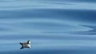 Audubons shearwater Puffinus lherminieri Slow Motion Shaking His Head Texas Pelagic [upl. by Ruffina367]