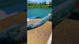 Amazing Salmon Fish Cutting Skills in Knife in Lake Side l 😍 l shorts viral trending [upl. by Etom974]