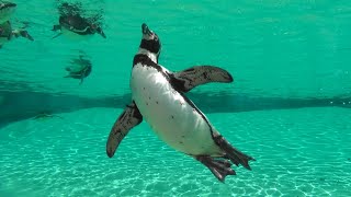 Penguins  Chester Zoo [upl. by Anitsugua704]