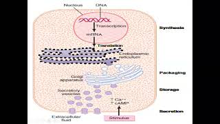 Endocrinology Lecture Series Classification and Synthesis of Hormones [upl. by Wightman]