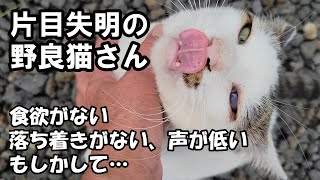 食欲が戻らない原因はまさかのアレだった （片目失明の野良猫さん） [upl. by Tom]