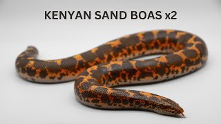 UNBOXING Kenyan Sand Boas [upl. by Bernardo335]