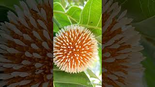 कदम Burflower tree Neolamarckia cadambashorts ytshortspopular [upl. by Elletnahs]