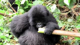 mountain gorilla eating bamboo [upl. by Nylanaj128]