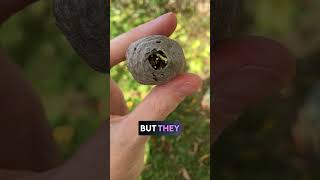 Bald Faced Hornet Nest Example entomology bugs bees pollinators nature insects [upl. by Sluiter]