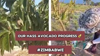 Our Hass Avocado Progress 🥑  Zimbabwean Projects [upl. by Rehtae]