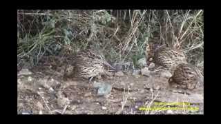 Colinus cristatus Crested Bobwhite MalmokAruba15e1852013Antonio Silveira [upl. by Suvart116]