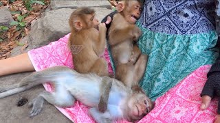 Adorable Baby monkey need attention [upl. by Lael]