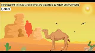 Adaptation of Camels [upl. by Eidassac]