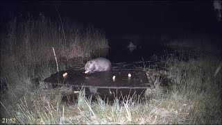 16 Dec evening  Beaver takes his time over supper snack  ©Dyfi Osprey Project [upl. by Atikihc695]