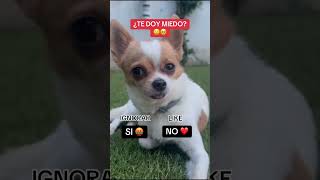 ⚠️NO DESLICES⚠️  chihuahua perros amigochihuahua [upl. by Nylaroc]