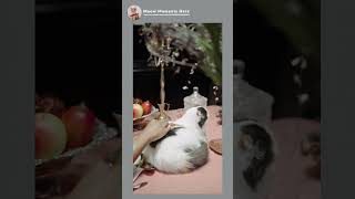 Cute cat in the table 😍❤️ kitten catlover cat [upl. by Bolten]