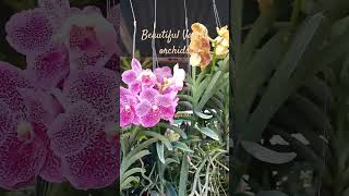 Beautiful Vanda Orchids flowers vandaorchids bulaklak shorts [upl. by Eyaj]