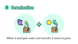 Plant Life Cycle  Kids Animation Video [upl. by Pretrice]