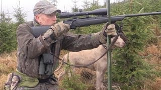 The Shooting Show  last of the roe doe cull and Dumfriesshire wild goat [upl. by Tnilk592]