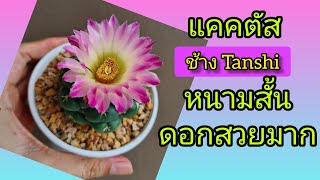 แคคตัส ช้าง ดอกสวย หนามสั้น Coryphantha elephanthidens tanshi [upl. by Arber]