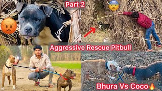 Aggressive Rescue Pitbull Treatment Nhi Krva Rha😰Attack Kardiya  Bhura Vs Coco Grip Lgva De🐶 [upl. by Tova]