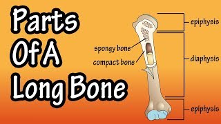 Parts Of A Long Bone  Structure Of A Long Bone [upl. by Somar994]