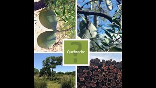 Quebracho  Everything You Need to Know [upl. by Ative578]