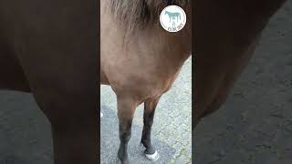 kleinetante pferdewippen pferdetraining reiten dressur springen [upl. by Neeoma169]