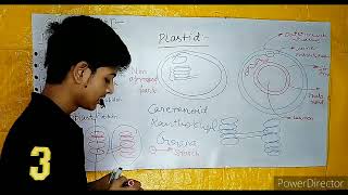 Chloroplast structure and function part 20 [upl. by Nylasor451]