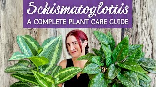 Complete Schismatoglottis Houseplant Care Guide  Caring for Schismatoglottis Houseplant Indoors [upl. by Euqinom143]