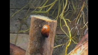 Nerite Snails [upl. by Liesa510]