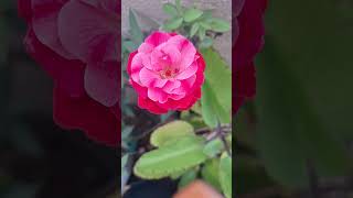 Rose bloomingnaturerosebloom bollywood  rose ytyoutubeshorts youtube lovegardenshorts [upl. by Severin]