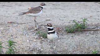 Killdeer  courting ritual [upl. by Zoe682]