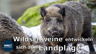 So kann man sich vor einem WildschweinAngriff schützen [upl. by Marilin]