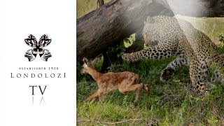 Leopard Kills New Born Impala Lamb  Londolozi [upl. by Novy]