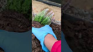 Planting Calluna Bulgaris trending callunabulgaris plants [upl. by Latouche]