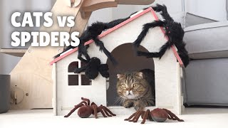 Cats vs Spiders  Kittisaurus [upl. by Veno]