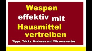 Wespen mit Hausmittel erfolgreich loswerden vertreiben Was hilft Tipps ohne Chemie [upl. by Naaman]