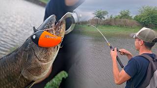 PESCA en CORDOBA de TARARIRAS con señuelo en un LUGAR muy FACIL de LLEGAR [upl. by Carlotta]