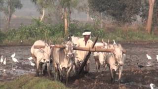 Agrarian Society Agriculture AfroEurasia Archeology Civilization GH5060 Trailer [upl. by Ahsinrac]