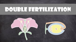 Double Fertilization Angiosperms  Plant Biology [upl. by Gnay]