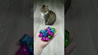 Cat Marbles Satisfying Reverse Video ASMR Funny Video [upl. by Petromilli]