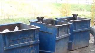 люстрация собак в Украине dogs in trash or lustration in Ukraine [upl. by Kemppe249]