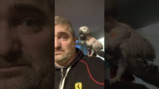 I meet up with Maxine again Very frisky African grey parrot parrotafricangreyparrotbird [upl. by Vassaux657]