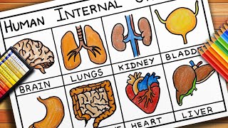 How to draw Internal Human Organs  Internal Human Organs Drawing  Drawing of Human Internal Organs [upl. by Narat]