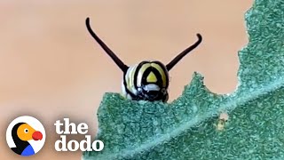 Watch The Mesmerizing Life Cycle Of A Monarch Butterfly  The Dodo [upl. by Aynatahs210]