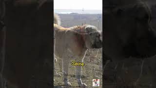 Der Kangal Der ultimative Schutzhund in Aktion 🛡️🐕 Shorts Kangal [upl. by Ecnedac528]