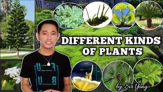 VASCULAR AND NONVASCULAR PLANTS  by Sir Yong [upl. by Ycrem]