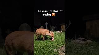 Fox eating his food animallover wildlifelove [upl. by Hagep]